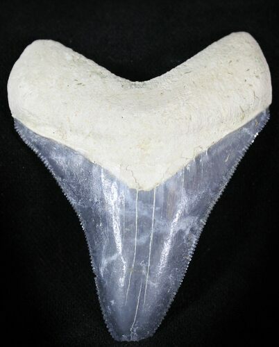 Serrated  Bone Valley Megalodon Tooth #22903